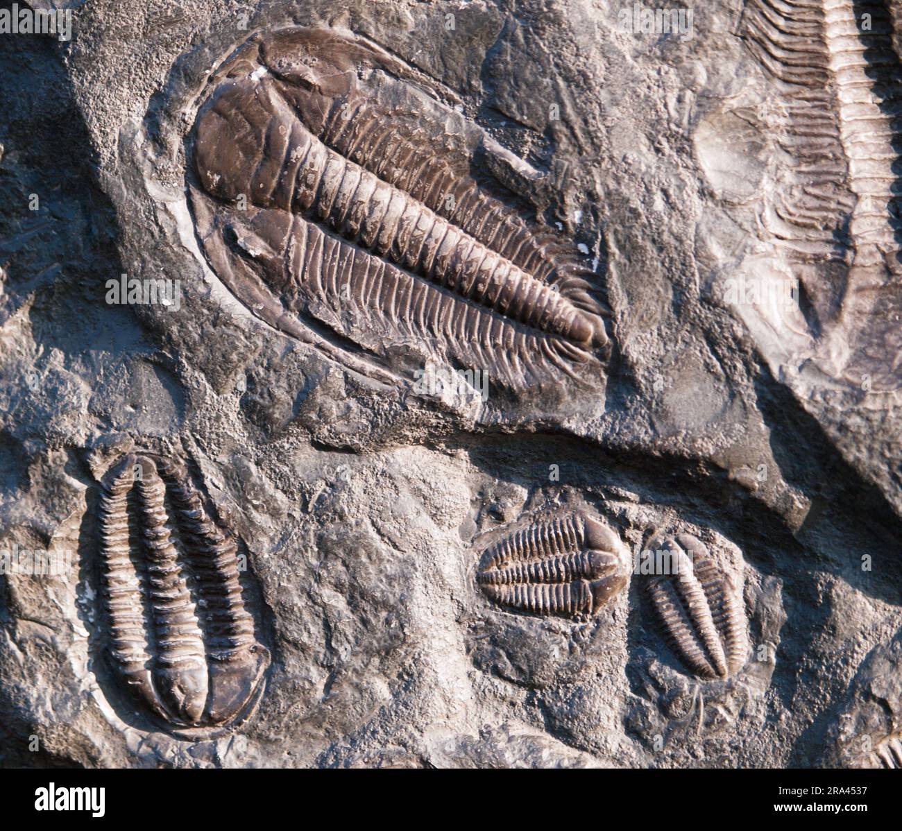 Trilobiti preistoriche fossili di Barrandien nella repubblica Ceca Foto Stock