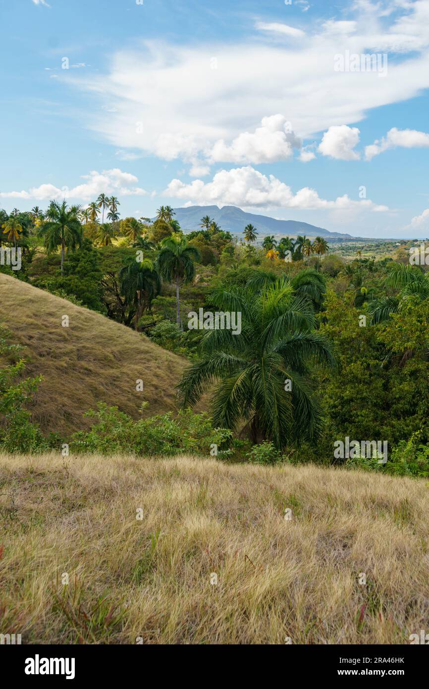 Colline erbose punteggiate da lussureggianti palme verdi, con il Monte Isabel de Torres in lontananza - orientamento verticale Foto Stock