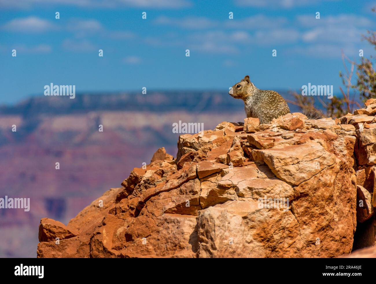 Vista del South Rim Grand Canyon National Park South Kaibab Trail Foto Stock