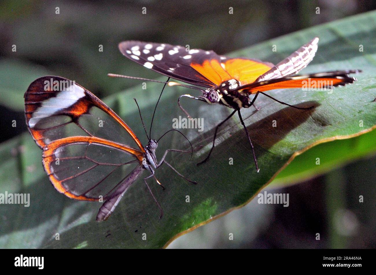 FARFALLE GLASSWING E TIGER LONGWING, BUTTERFLY HOUSE, CUMBERLAND HOUSE NATURAL HISTORY MUSEUM, PORTSMOUTH. PIC MIKE WALKER 2023 Foto Stock