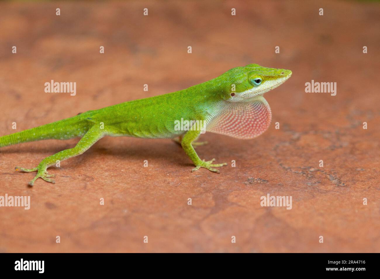 Un primo piano di un anolo verde su una pietra arancione. Foto Stock