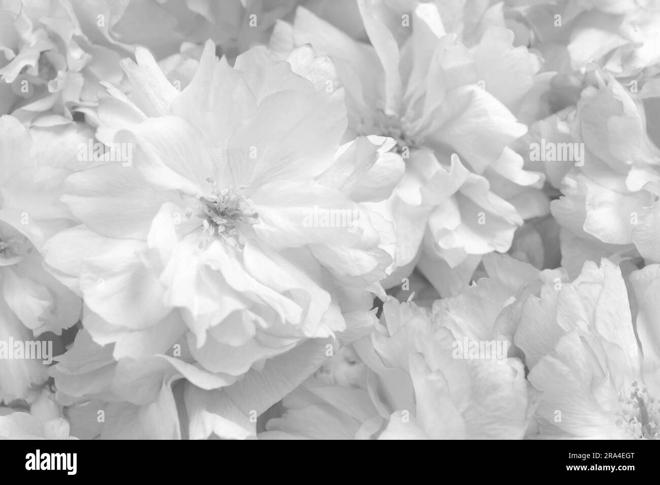 Molti bellissimi fiori bianchi come sfondo, primo piano Foto Stock