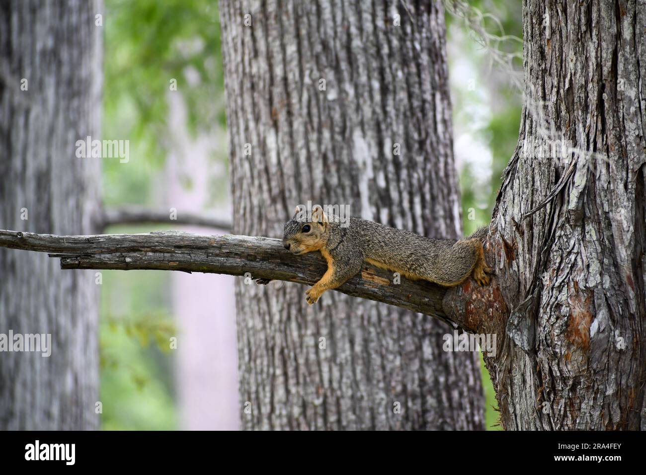 Scoiattolo pigro che riposa sul ramo dell'albero Foto Stock