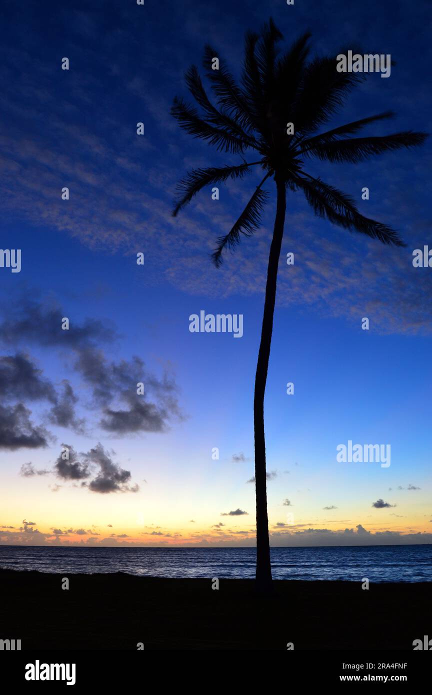 Il crepuscolo illumina il cielo su una scena tropicale, rendendo le palme di una spiaggia dalla silhouette Foto Stock