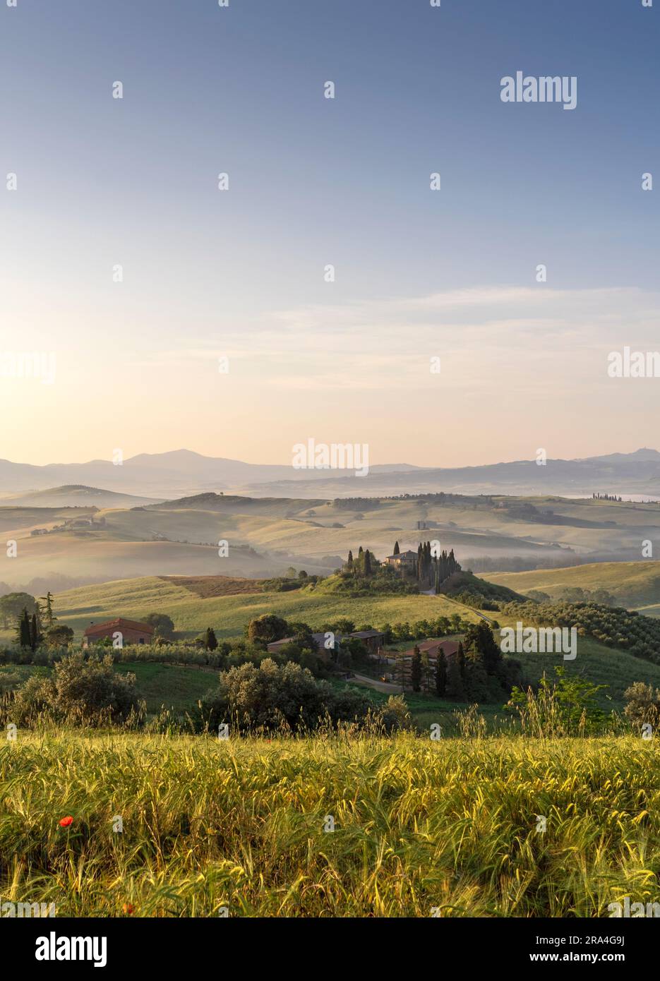 Podere Belvedere, Val d'Orcia, Toscana, Italia poco dopo l'alba. Foto Stock