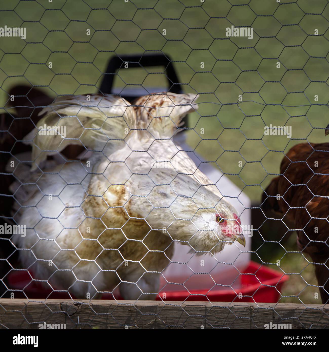 Pollo che sbatte le ali in fattoria Foto Stock