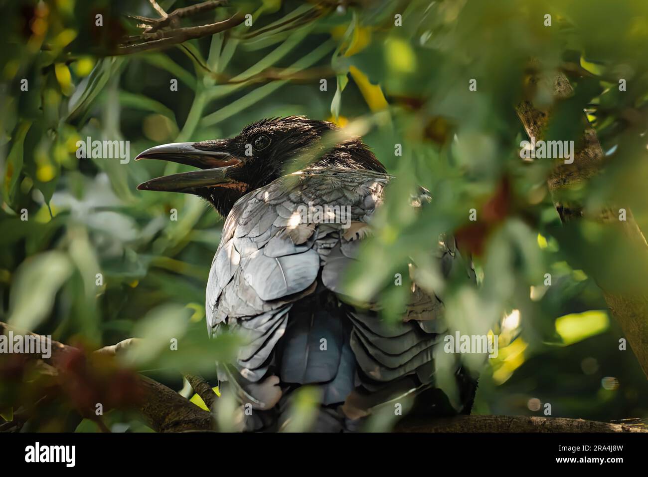 Carrion Crow seduto nell'albero di giorno Foto Stock