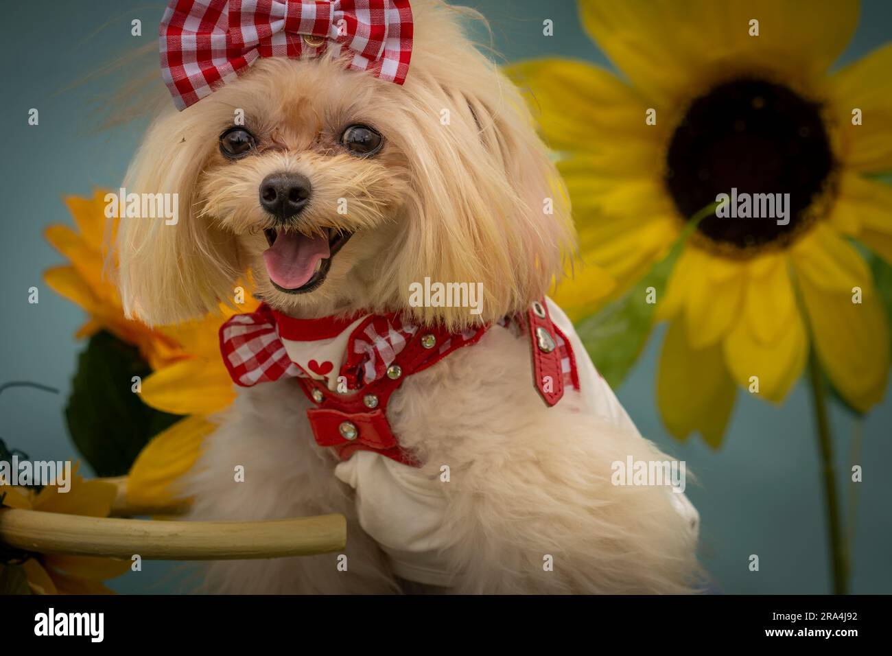 piccolo cane che indossa fiocco e bandana in piedi davanti alla stampa di girasole Foto Stock