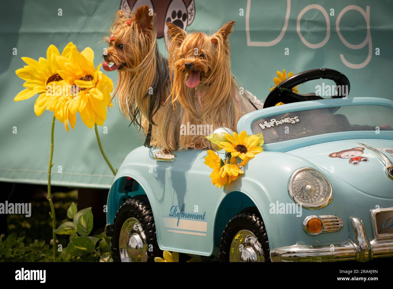 Terrier setosi seduti in un'auto giocattolo in una giornata di sole Foto Stock