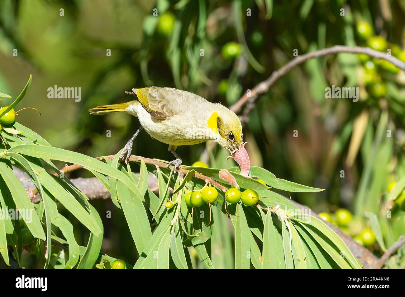 Nidificante con fronti grigi (Lichenostomus plumulus) che si nutre di nettare, vicino al monte Isa, Queensland, Queensland, Queensland, Australia Foto Stock