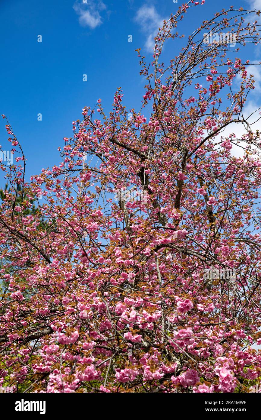 Kyoto, giardini zen, cultivar di ciliegio in fiore, ciliegio Kansan, giardino del tempio Tenryu-ji, Kyoto, Giappone, Asia, 2023 Foto Stock