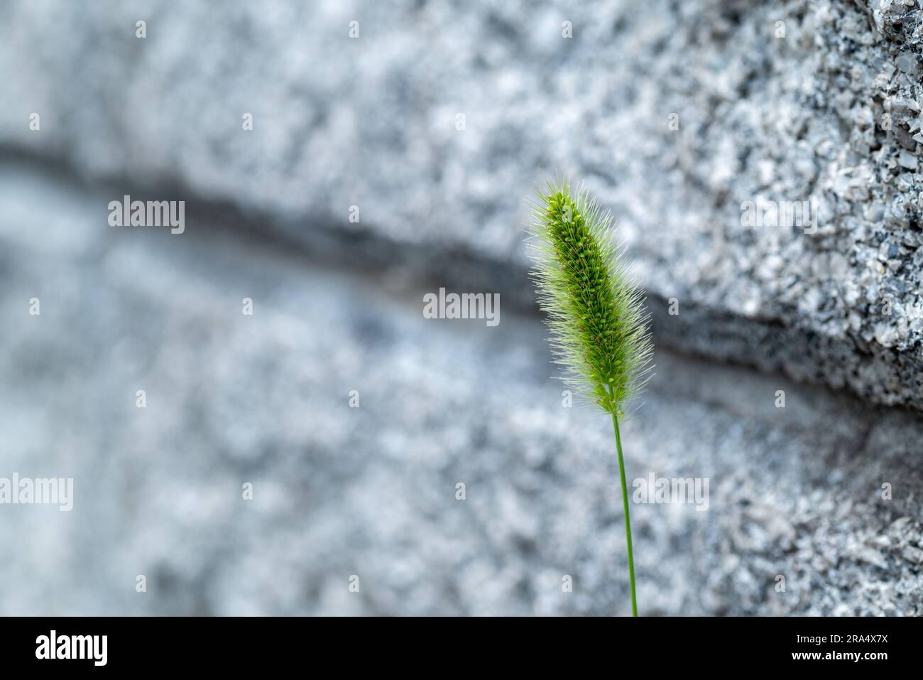 Il fiore verde della coda di volpe cresceva dal muro. Foto Stock