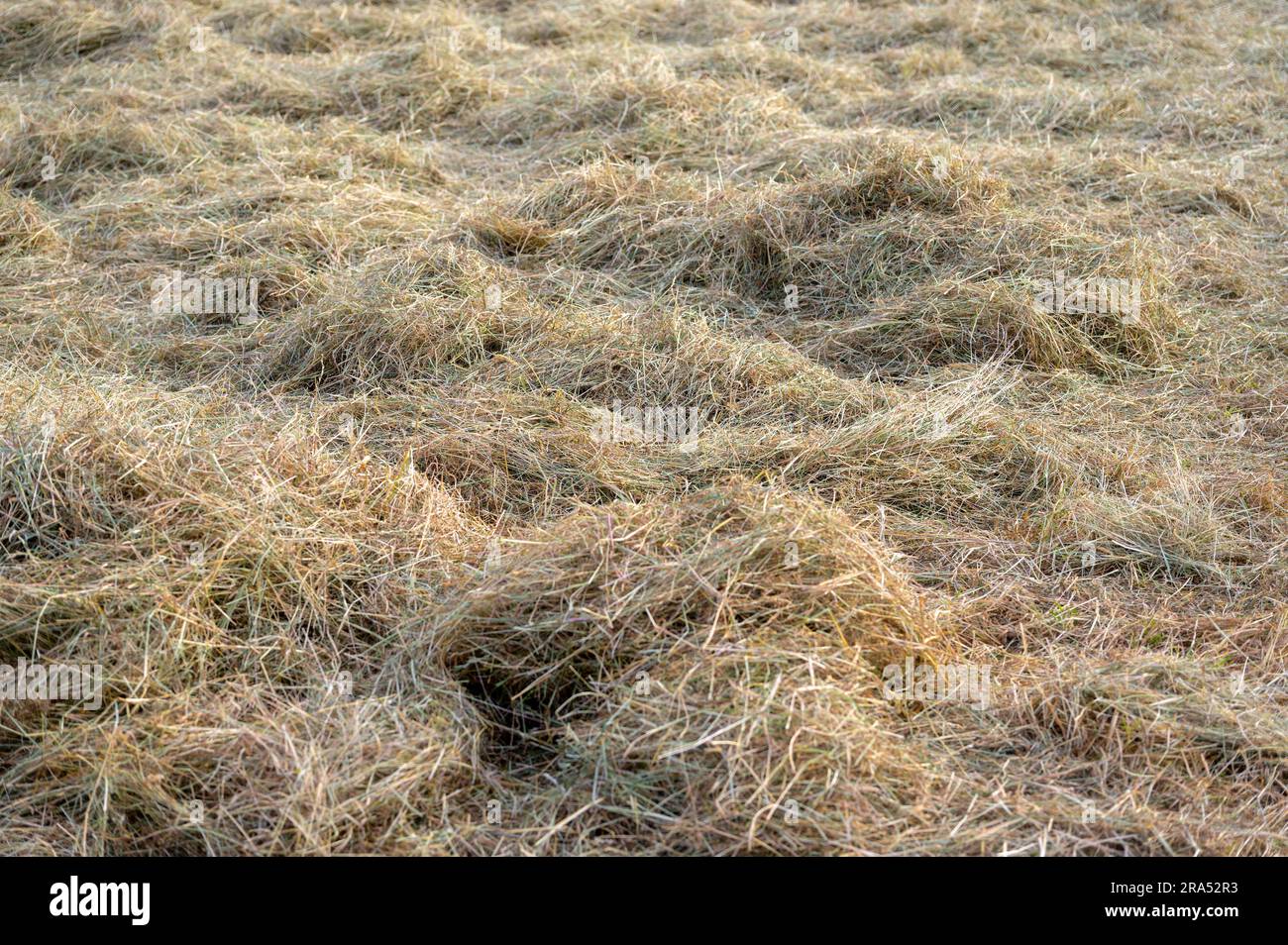 L'erba si asciuga in un campo con il sole dorato del mattino estivo. Foto Stock