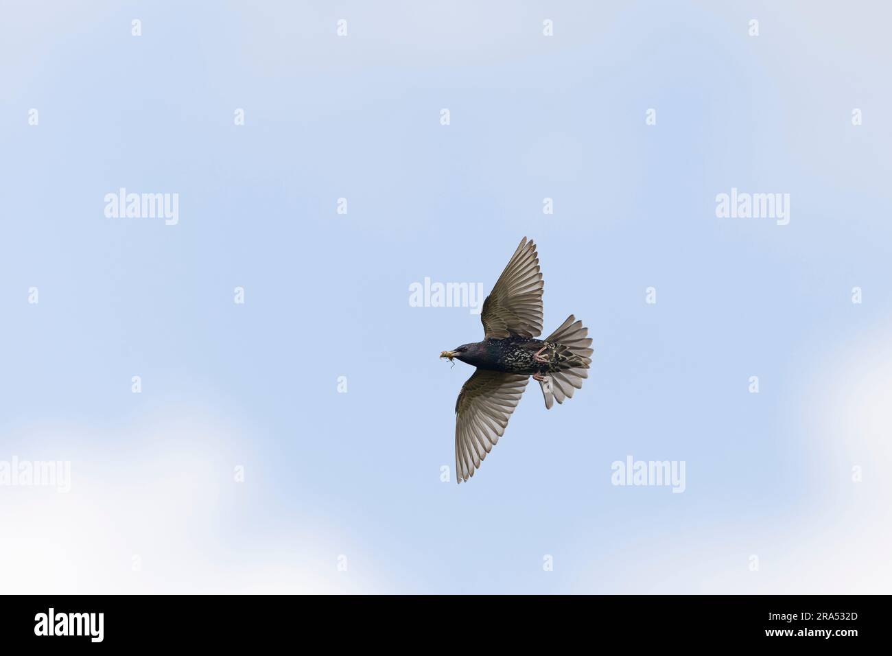 starling Sturnus vulgaris, allevamento di piumaggio adulto che vola con insetti nel becco, Macin, Romania, giugno Foto Stock