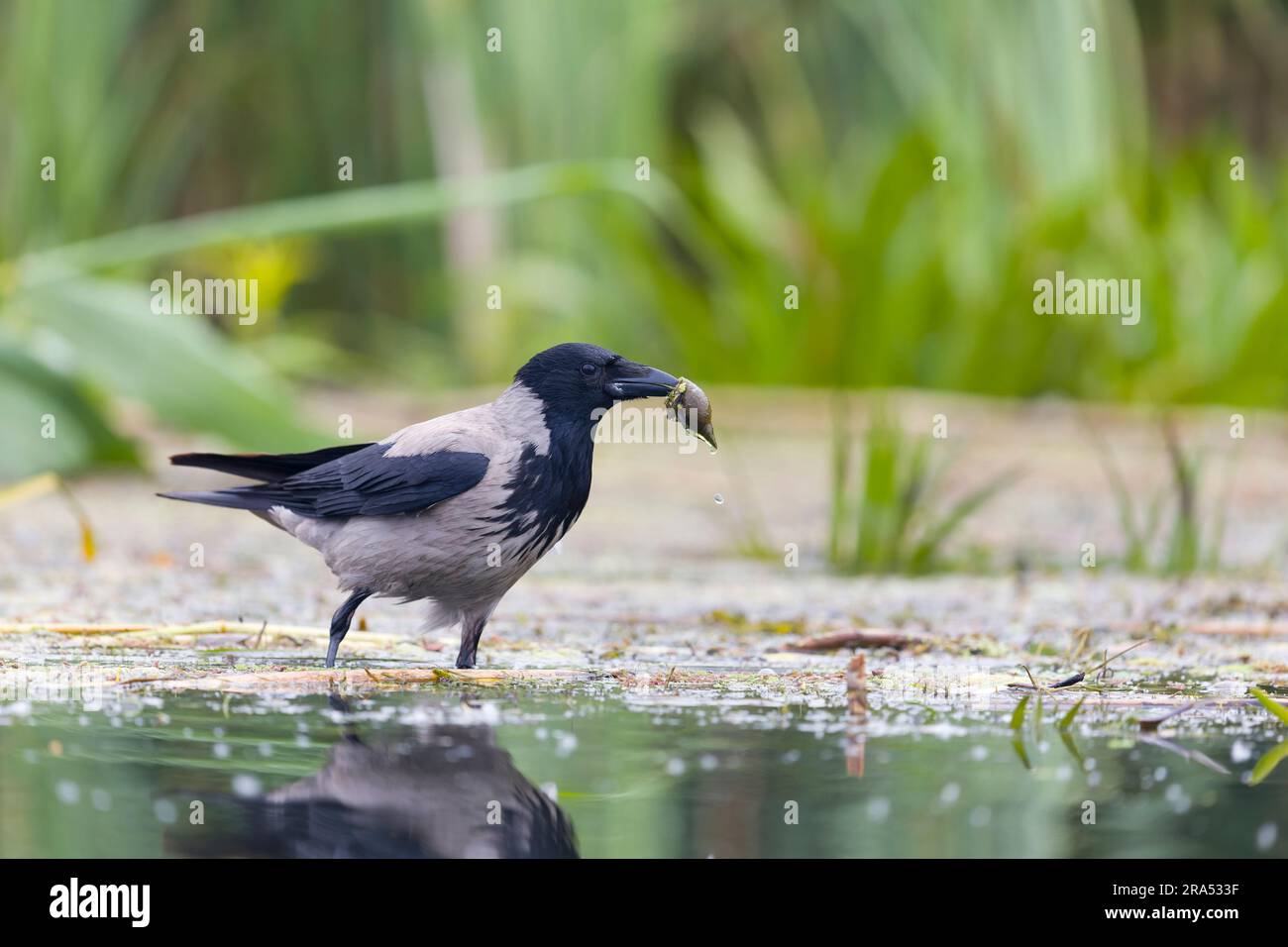 Corvo con cappuccio Corvus cornix, adulto in acqua con lumaca d'acqua dolce nel becco, Delta del Danubio, Romania, giugno Foto Stock