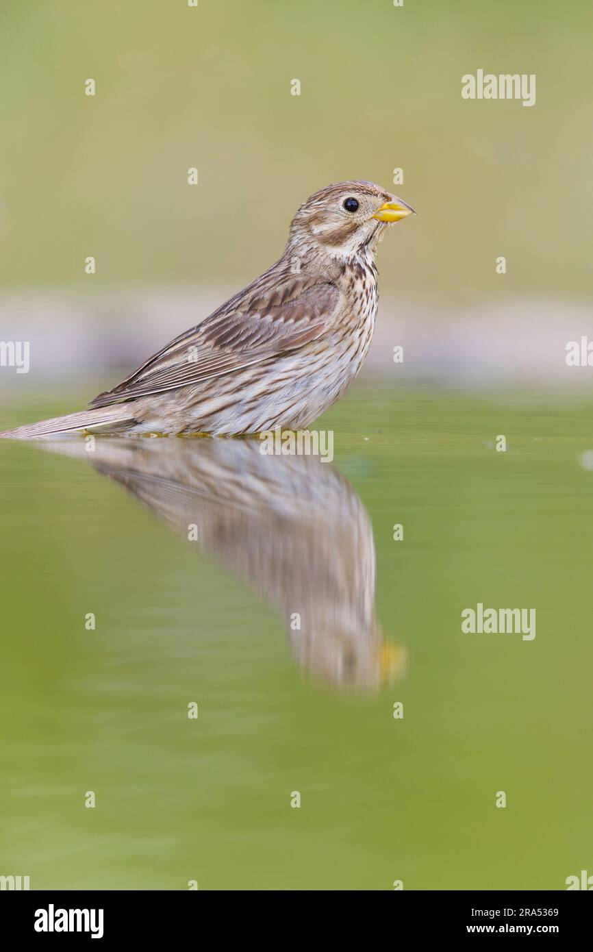 Bunting di mais Emberiza calandra, bagno per adulti, Macin, Romania, giugno Foto Stock
