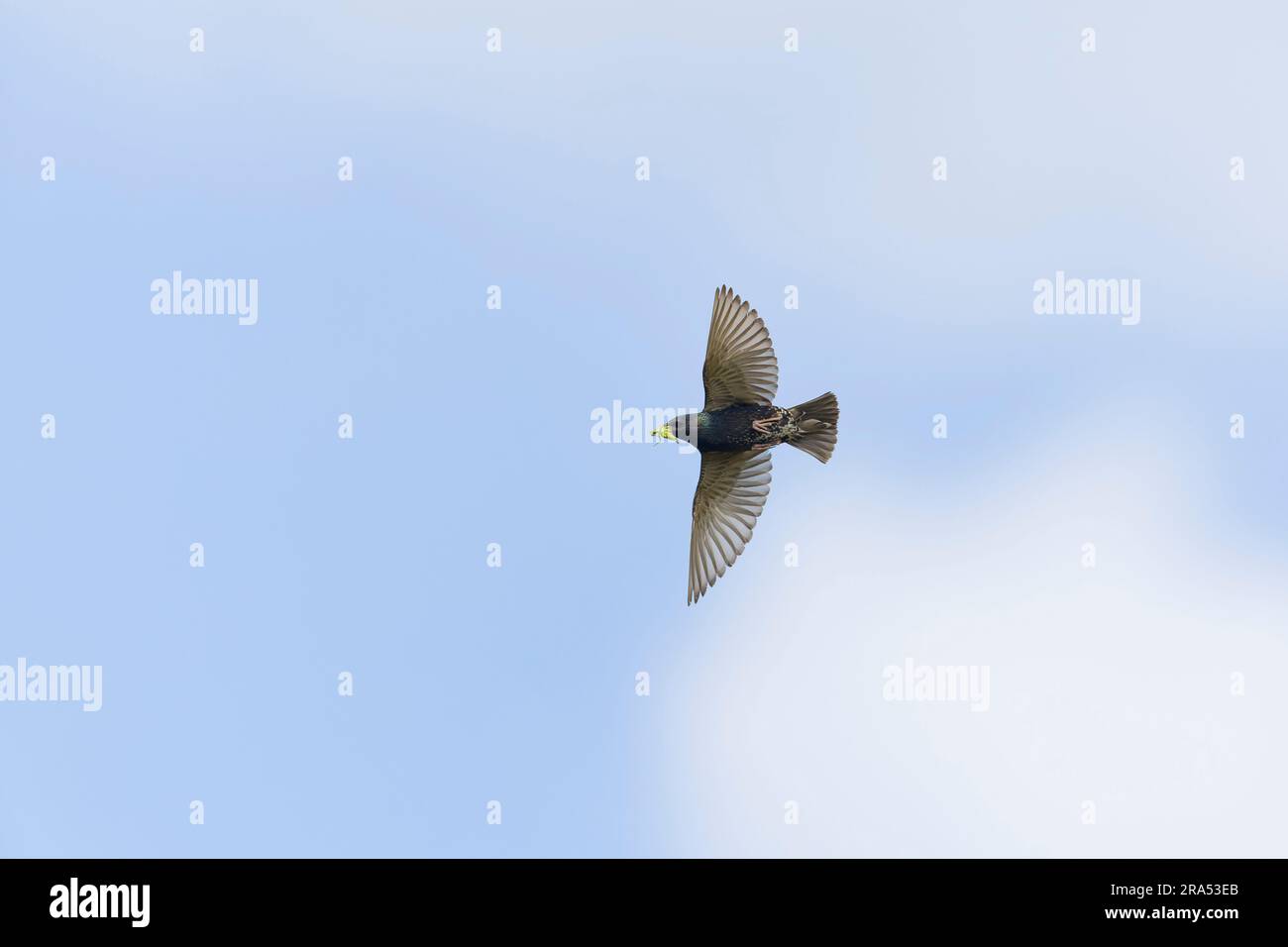 starling Sturnus vulgaris, allevamento di piumaggio adulto che vola con cavalletta in becco, Macin, Romania, giugno Foto Stock