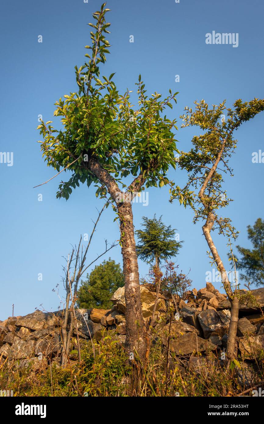 L'albero di Prunus avium, comunemente chiamato ciliegio selvatico, ciliegia dolce, gean, o ciliegia uccello, è una specie di ciliegia, una pianta fiorita della famiglia delle rose, Ro Foto Stock