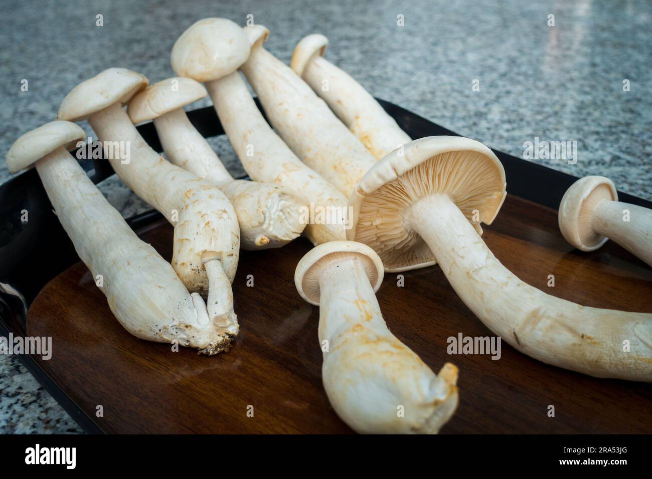 Foto da tavolo di Big Milky Mushroom, Calocybe indica con un lungo ceppo e una grande corona circolare. . India Foto Stock