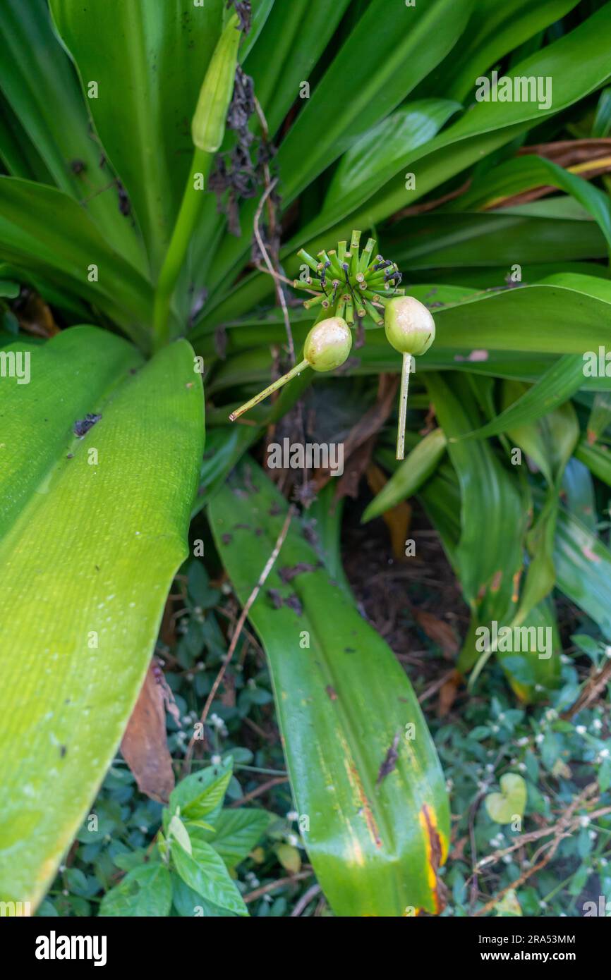 Tacca leontopetaloides (pianta del pipipistrello bianco) semi, foglie e frutta. Foto Stock