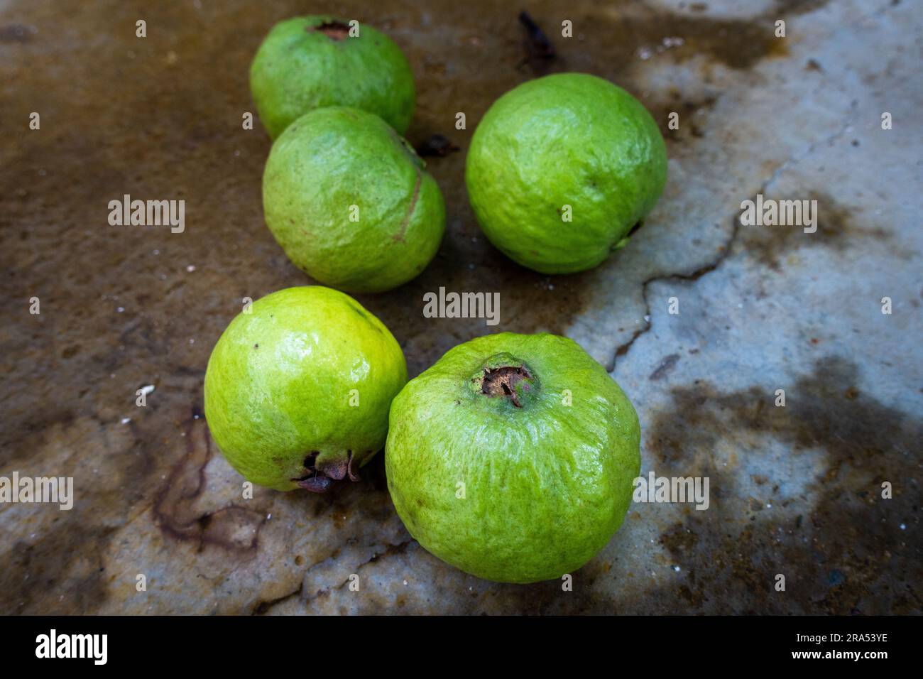 Guava verde raccolta frutta intera in terra. Indian Organic Farms. Foto Stock