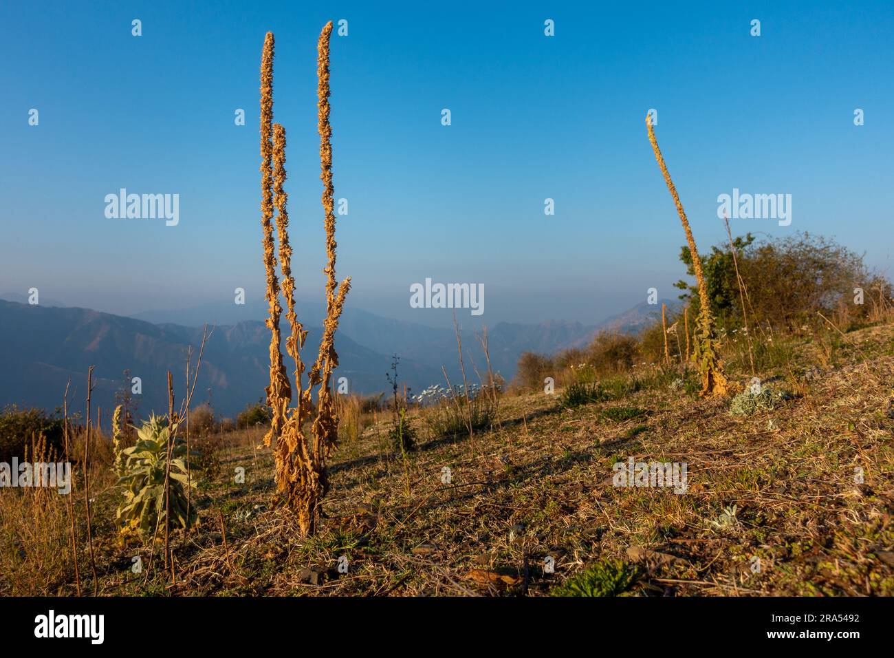 Verbascum thapsus, la grande pianta di mulleina nella regione himalayana di Uttarakhand, India. Foto Stock