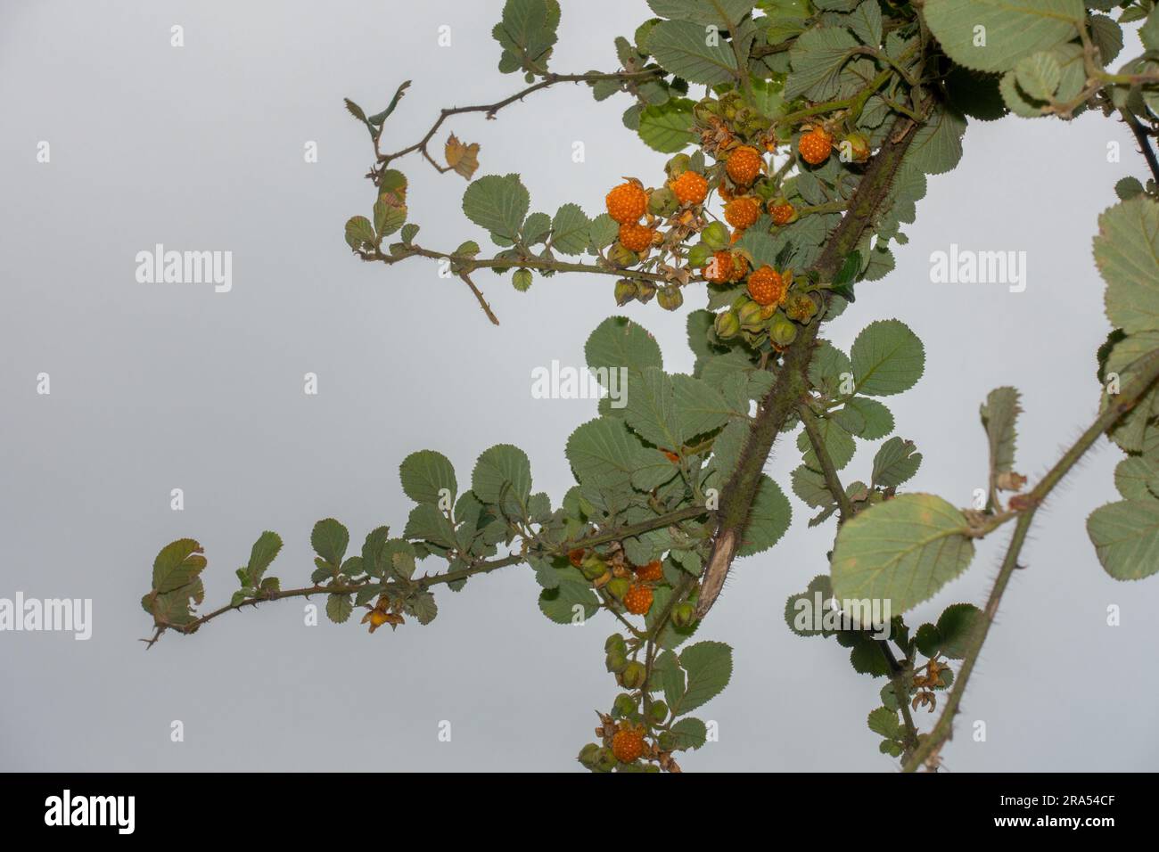 Rubus ellipticus, comunemente noto come lampone himalayano dorato, o lampone giallo himalayano. Uttarakhand India. Foto Stock