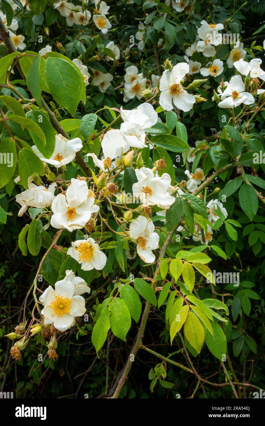 Fiori bianchi della pianta Rosa filipes. Regione himalayana di Uttarakhand, India Foto Stock