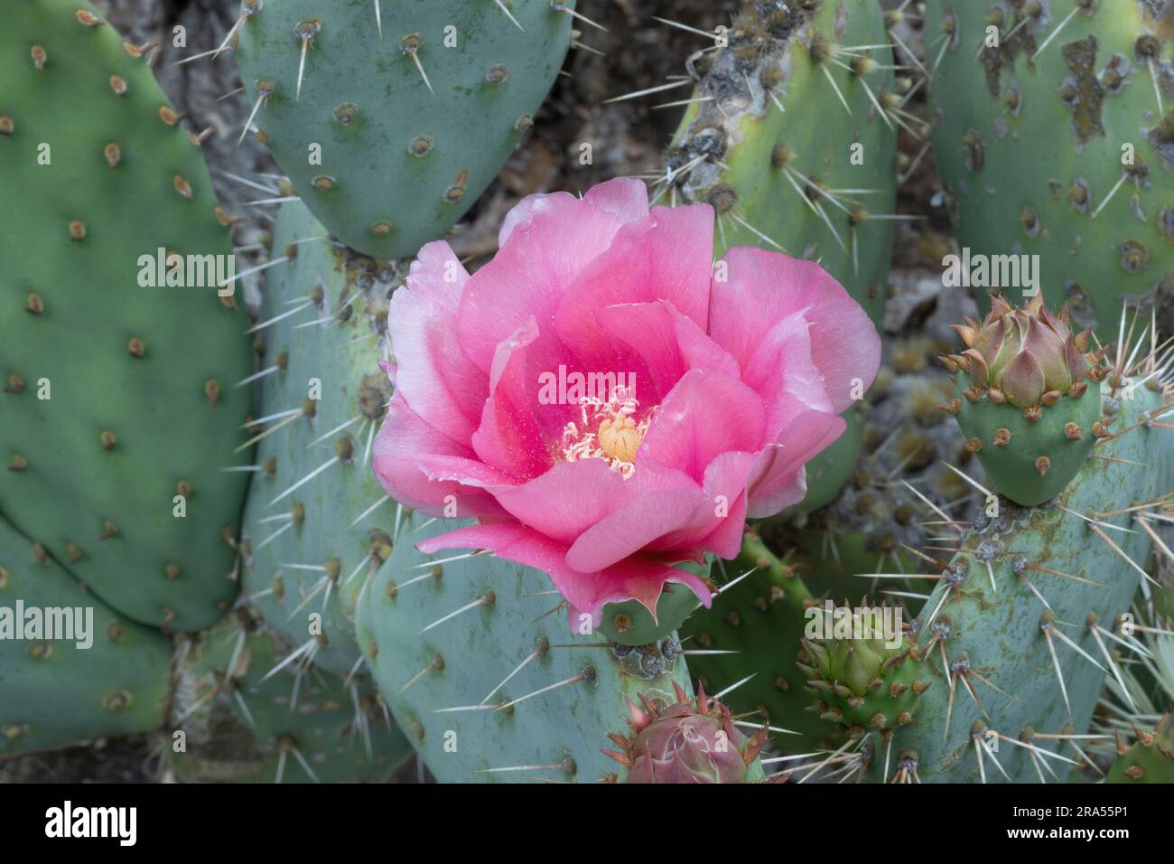 Optunia fiore di pera in fiore. Arizona Cactus Garden a Palo alto, California. Foto Stock