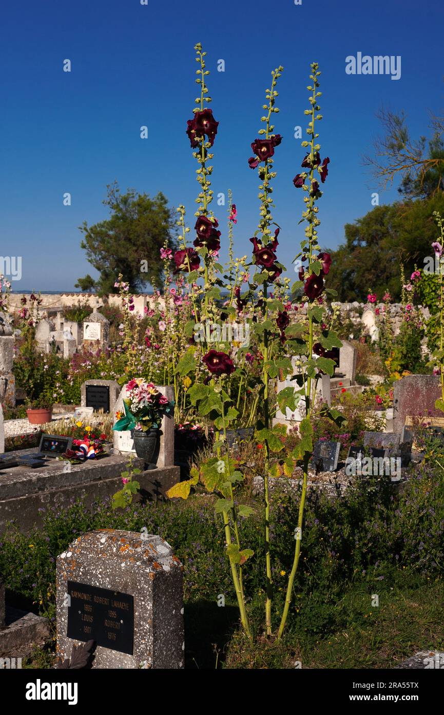 Alti hollyhocks (Alcea o Althaea rosea) riempiono il cimitero medievale della Église Sainte-Radegonde a Talmont-sur-Gironde, Nouvelle-Aquitaine, Francia. Foto Stock
