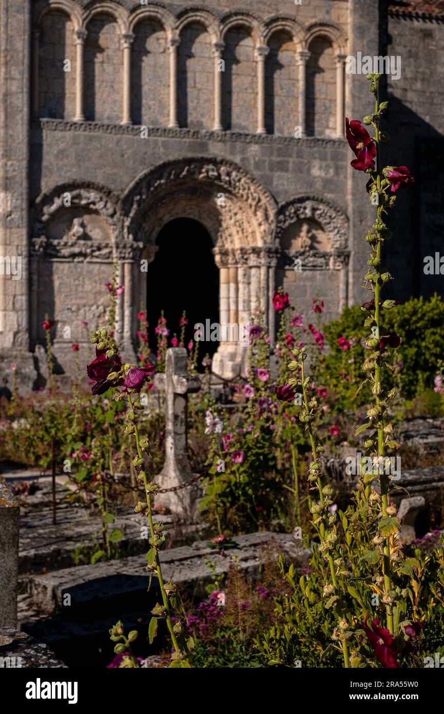 Gli hollyhocks selvatici fioriscono accanto alla chiesa romanica di Saint Radegund a Talmont-sur-Gironde, Nouvelle-Aquitaine, Francia. Foto Stock