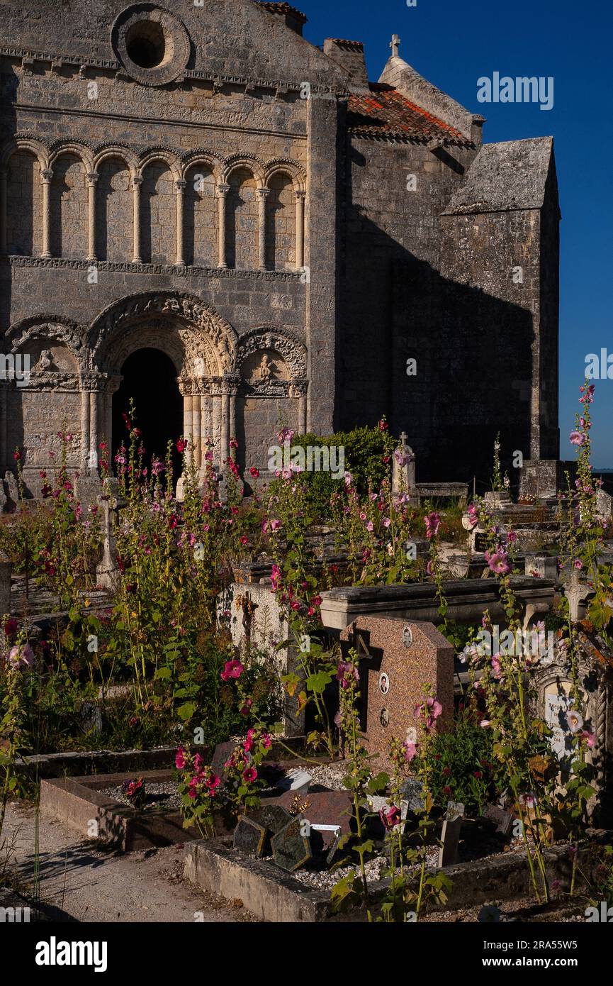 Chiesa romanica di pellegrinaggio, Talmont-sur-Gironde, Nouvelle-Aquitaine, Francia, dove fioriscono i tuguri selvatici (Alcea o Althaea rosea) nel sagrato. Foto Stock