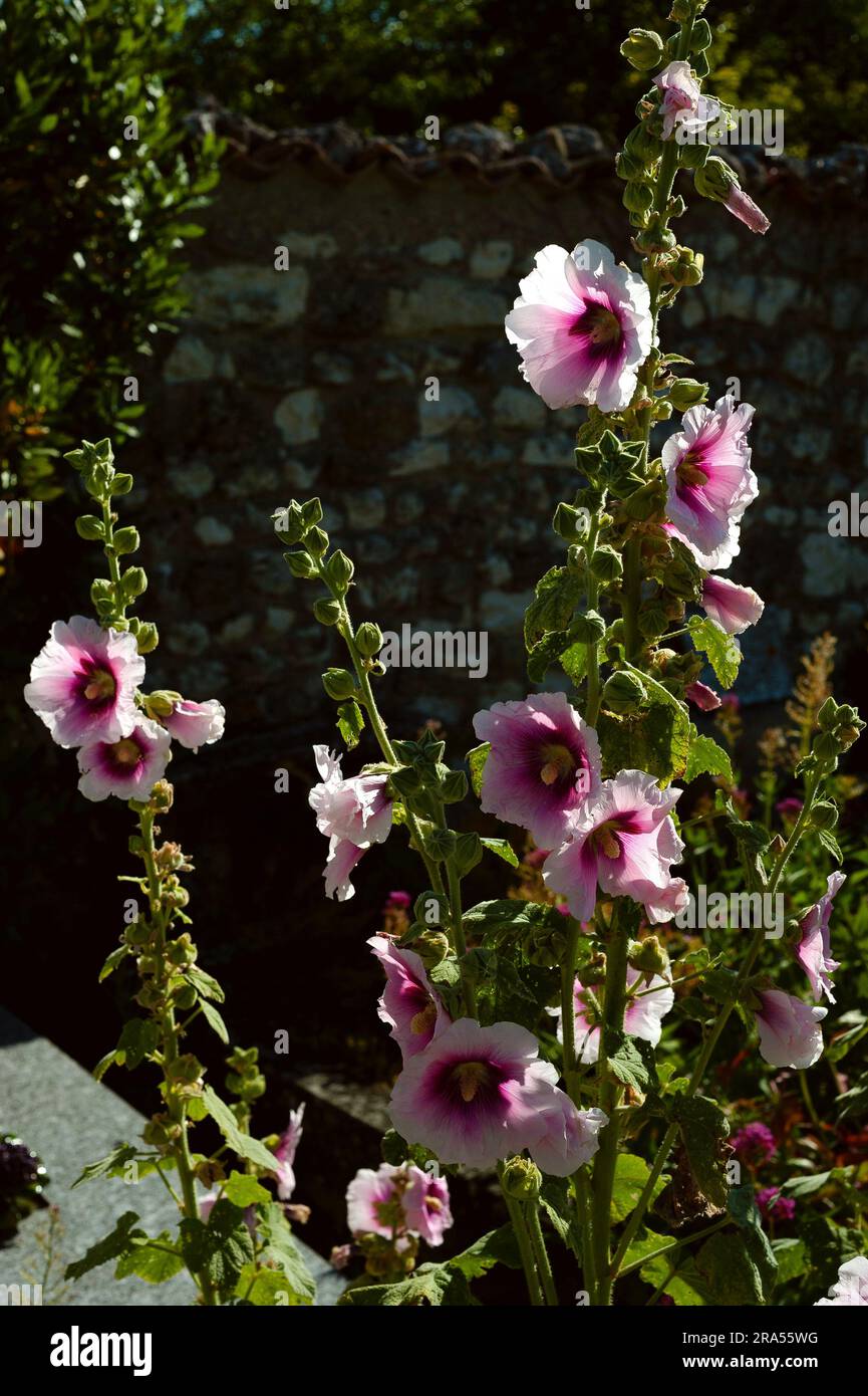 A Talmont-sur-Gironde, Nouvelle-Aquitaine, Francia, i hollyhocks (Alcea o Althaea rosea) che crescono selvaggi nel cimitero marittimo della chiesa medievale. Foto Stock
