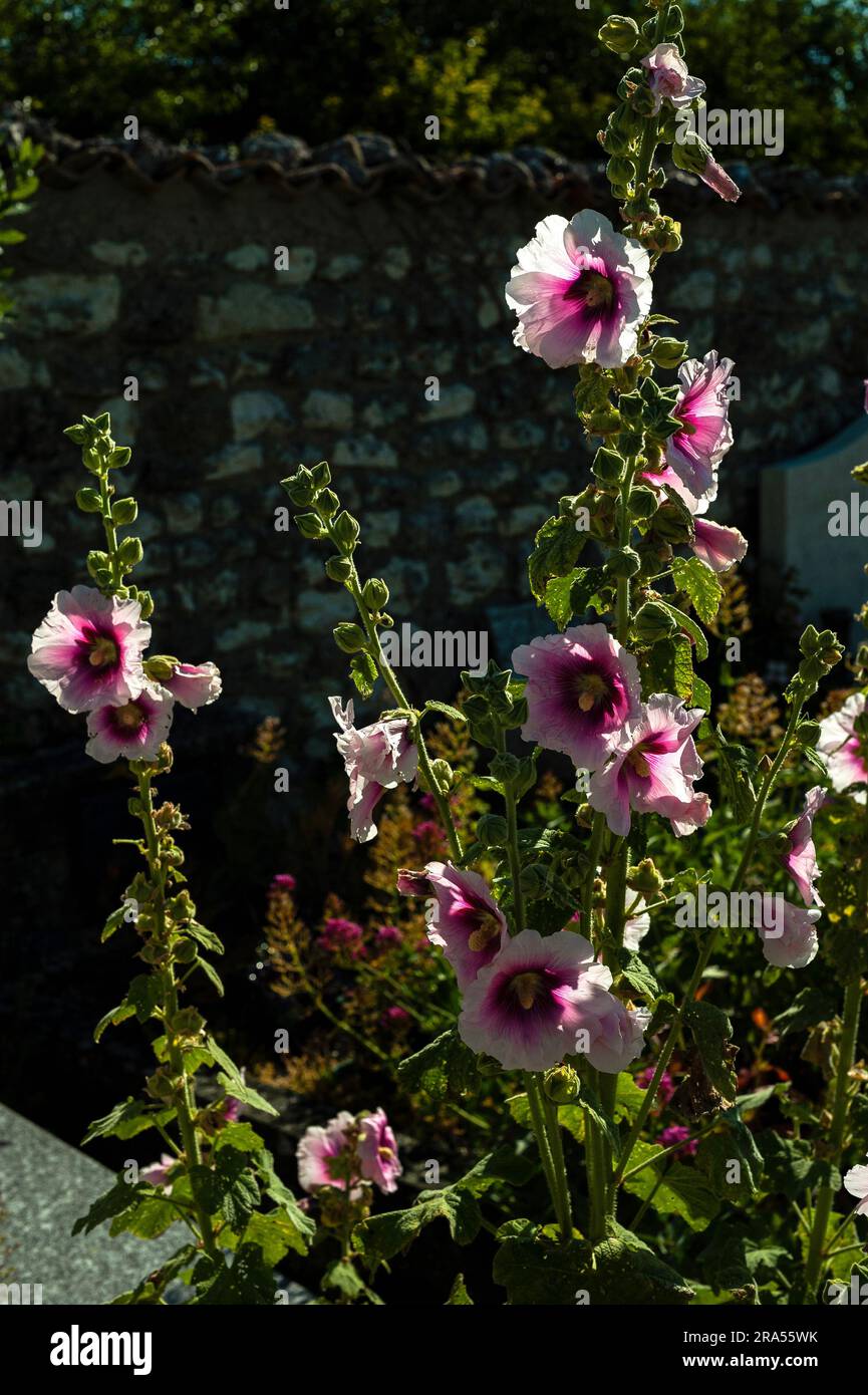 Hollyhocks selvatici (Alcea o Althaea rosea) a Talmont-sur-Gironde, Nouvelle-Aquitaine, Francia. Foto Stock