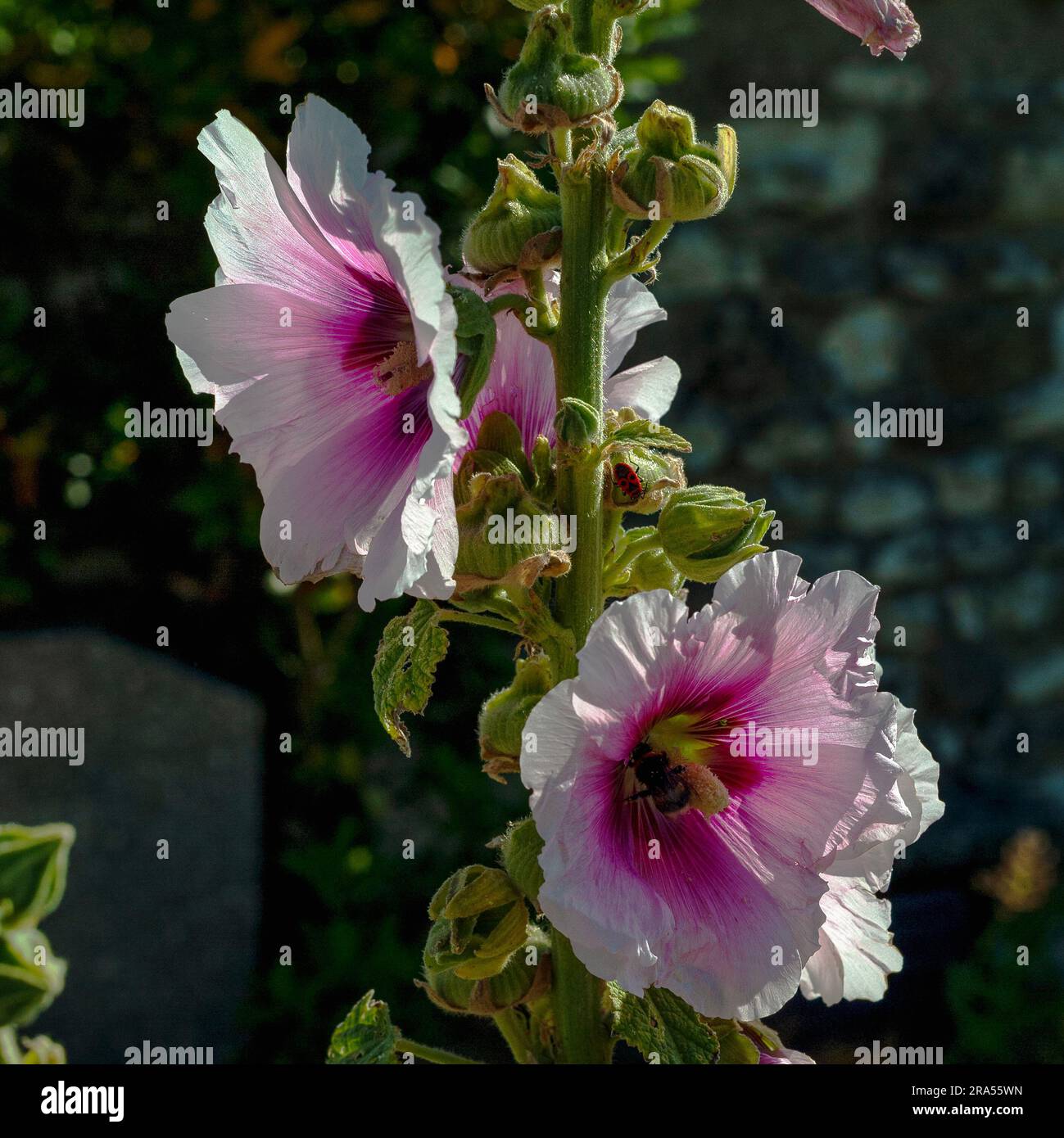 Luce solare su petali rosa di hollyhocks (Alcea o Althaea rosea) che crescono selvaggi nel cimitero della chiesa di Saint Radegund, Talmont-sur-Gironde, Francia. Foto Stock