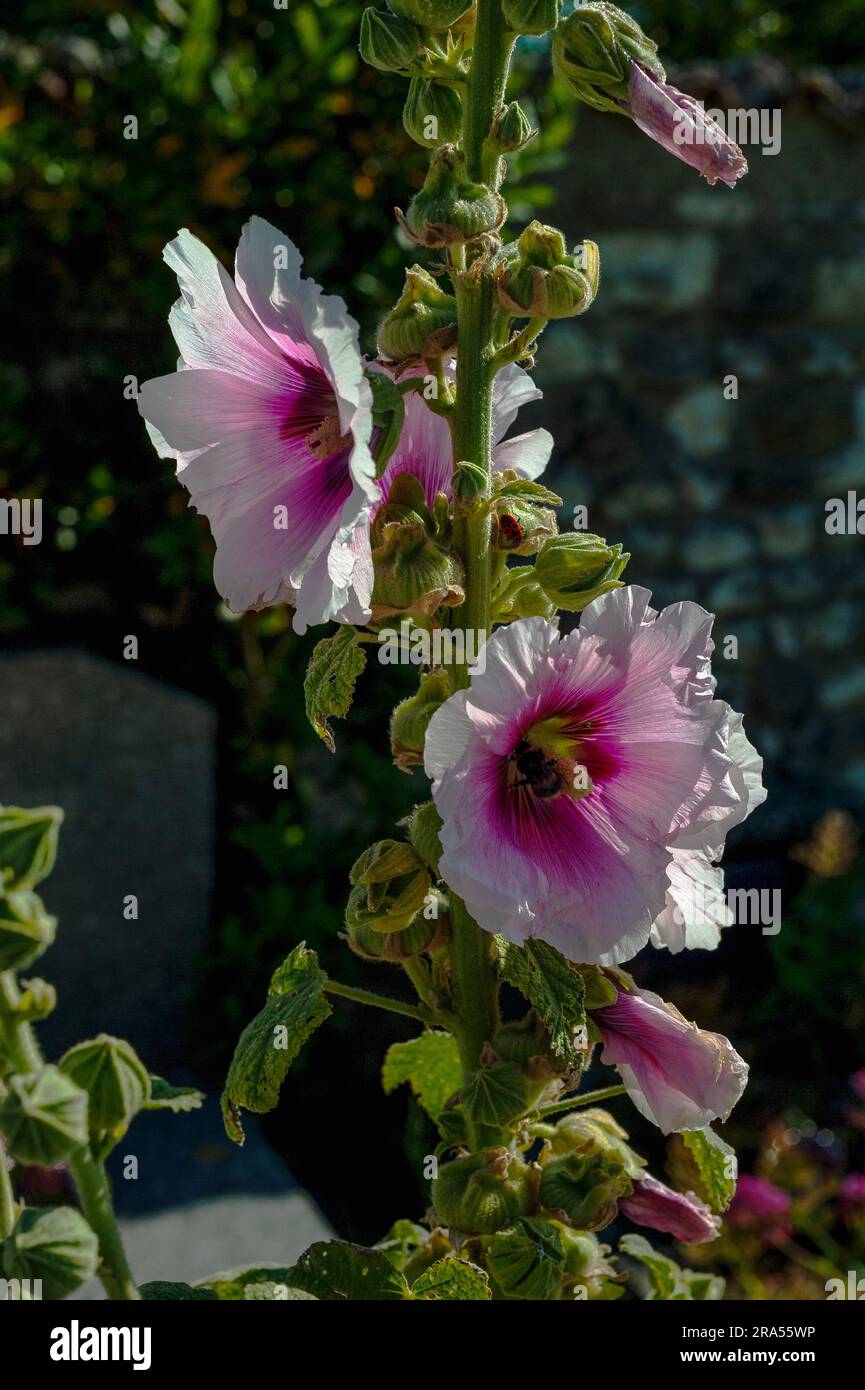 Petali rosa pallido di hollyhocks (Alcea o Althaea rosea) che crescono selvaggi nel cimitero della medievale Église Sainte-Radegonde. Foto Stock