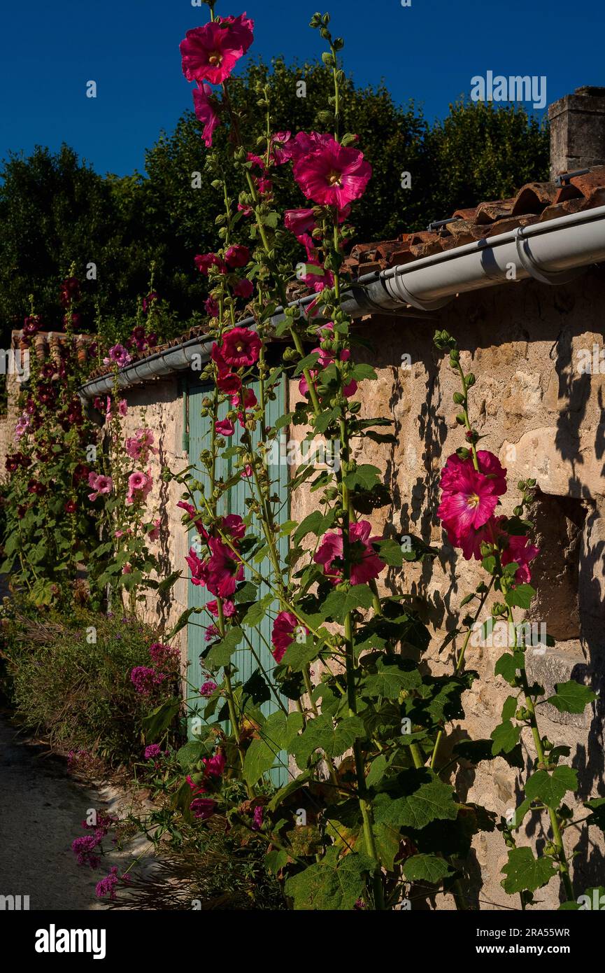 Nel villaggio fortificato di Talmont-sur-Gironde, Nouvelle-Aquitaine, Francia, gli hollyhocks (Alcea o Althaea rosea) crescono selvaggi. Foto Stock