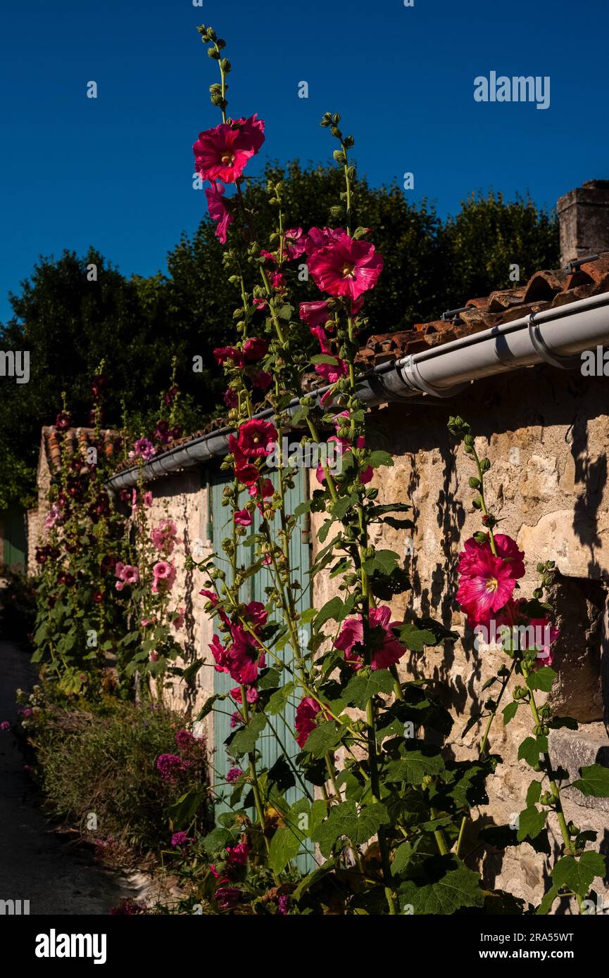 A Talmont-sur-Gironde, Nouvelle-Aquitaine, Francia, gli hollyhocks selvatici (Alcea o Althaea rosea) aprono i loro petali al sole sotto un cielo azzurro. Foto Stock