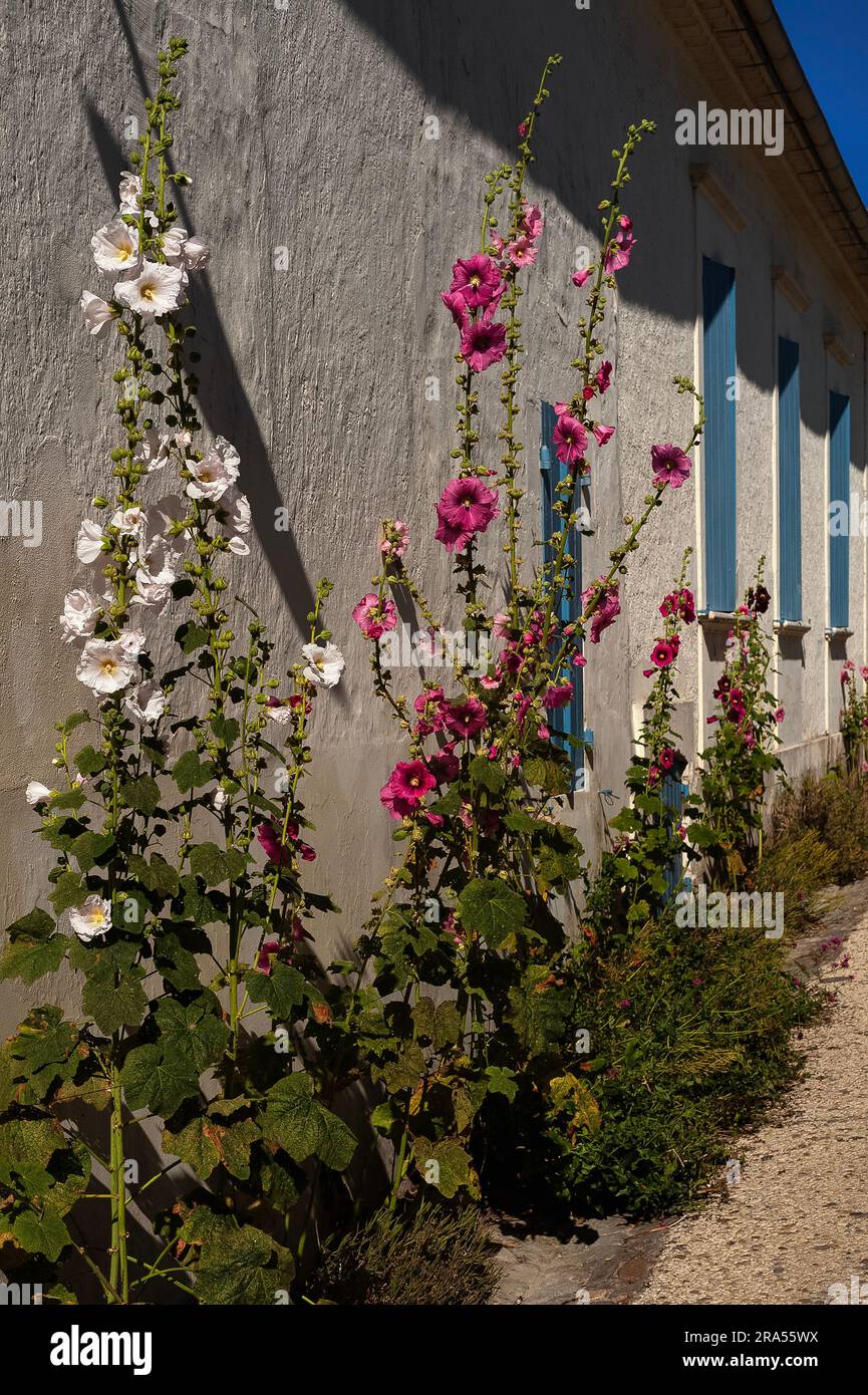 Hollyhocks (Alcea o Althaea rosea) si erge a Talmont-sur-Gironde, Nouvelle-Aquitaine, Francia. Foto Stock