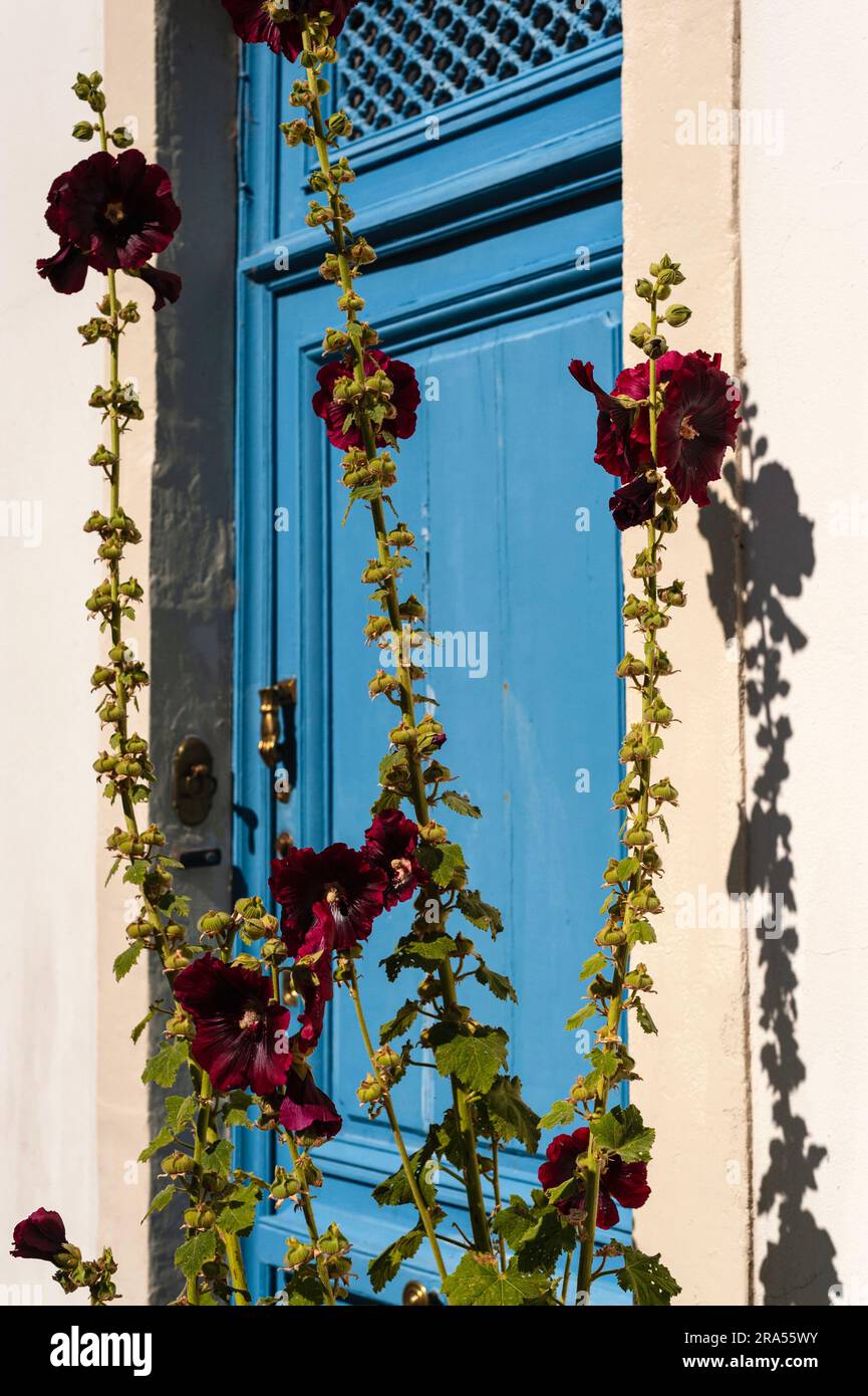 Porta blu e hollyhocks a Talmont-sur-Gironde, Nouvelle-Aquitaine, Francia. Foto Stock