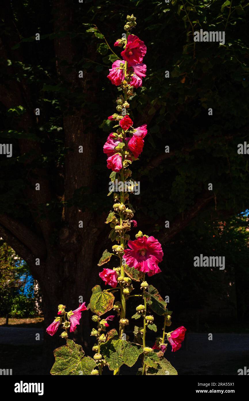 A Talmont-sur-Gironde, Nouvelle-Aquitaine, Francia, fioriscono gli hollyhocks selvatici (Alcea o Althaea rosea). Foto Stock