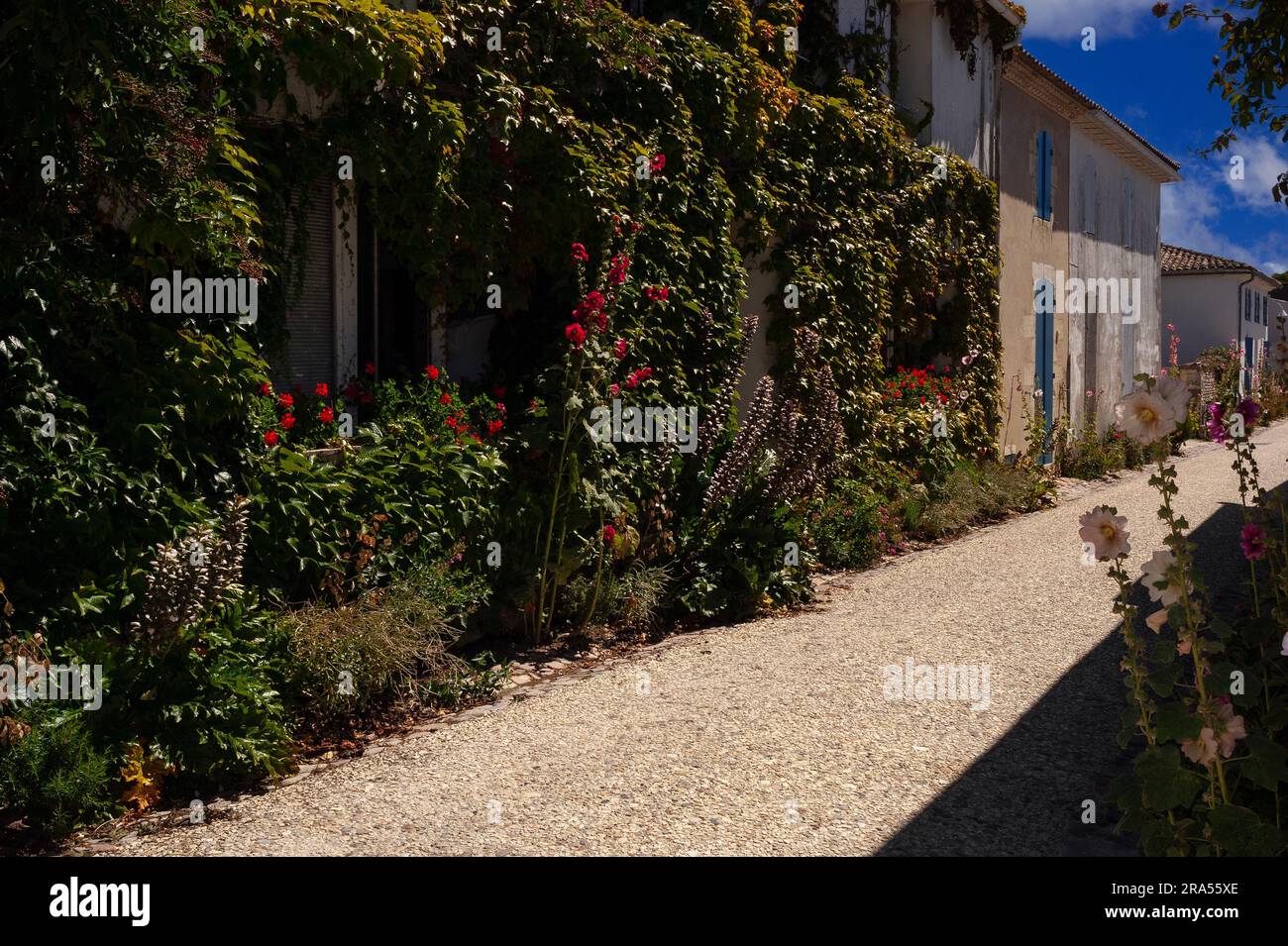 A Talmont-sur-Gironde, Nouvelle-Aquitaine, Francia, gli hollyhocks (Alcea o Althaea rosea) crescono selvaggi. Foto Stock