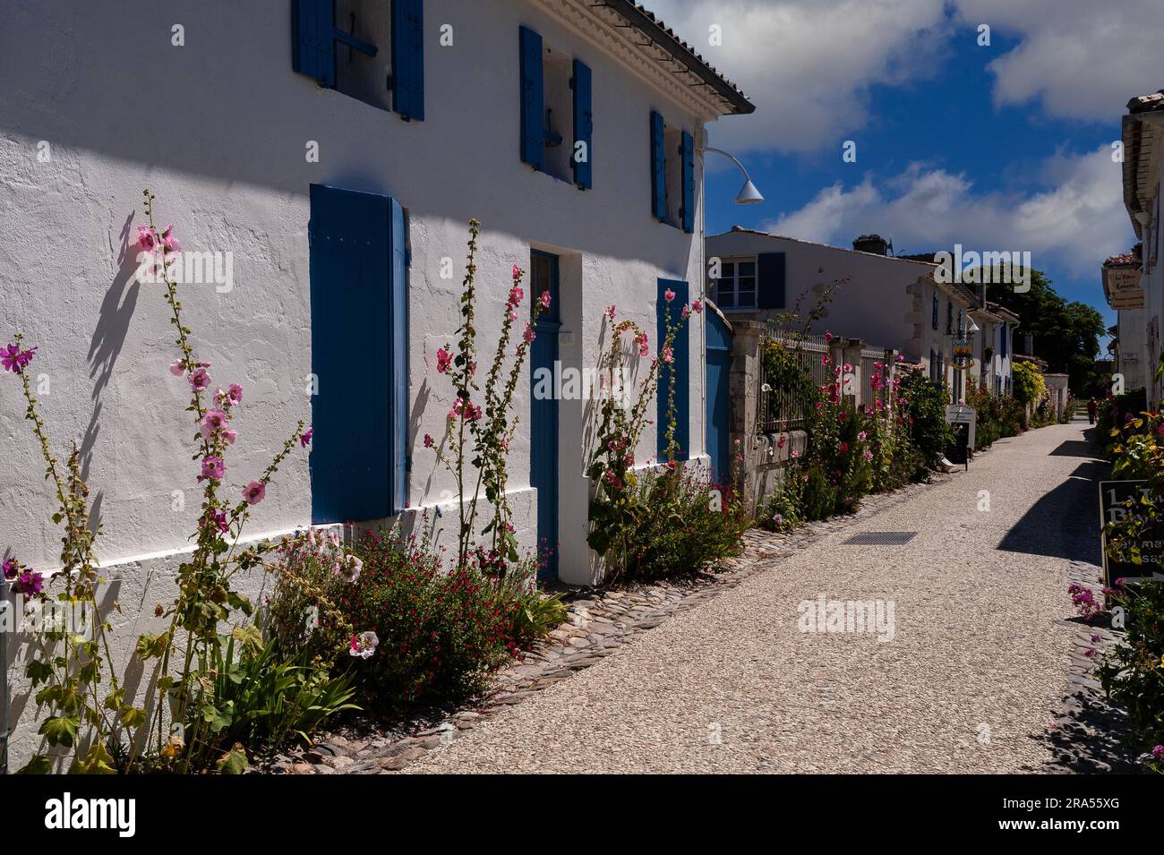 Gli hollyhocks selvatici (Alcea o Althaea rosea) fioriscono in estate a Talmont-sur-Gironde, Nouvelle-Aquitaine, Francia. Foto Stock