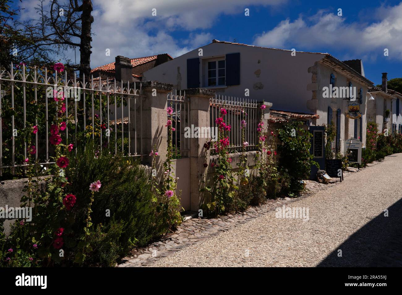 Hollyhocks (Alcea o Althaea rosea) allineano le strade senza traffico di questo piccolo villaggio fortificato, Talmont-sur-Gironde, Nouvelle-Aquitaine, Francia. Foto Stock