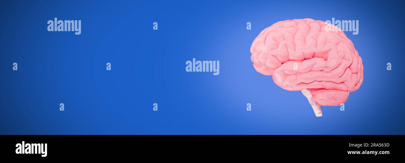 Cervello umano su sfondo blu illustrazione 3d. Foto Stock