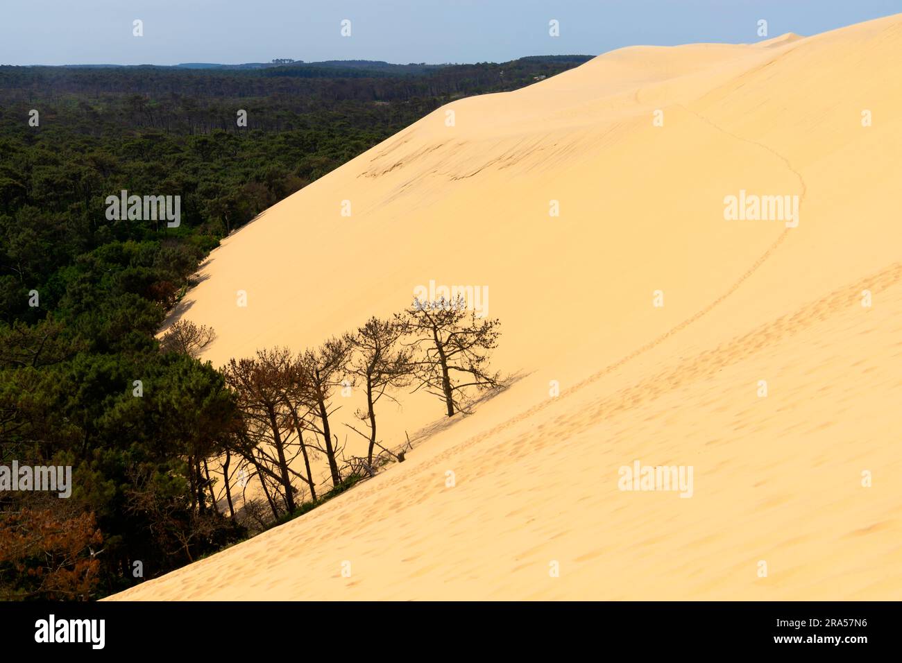 Duna di Pilat (Dune du Pilat), Francia. La grande Dune du Pilat è la duna di sabbia più alta d'Europa. Si trova a la teste-de-Buch nell'Arcachon Foto Stock