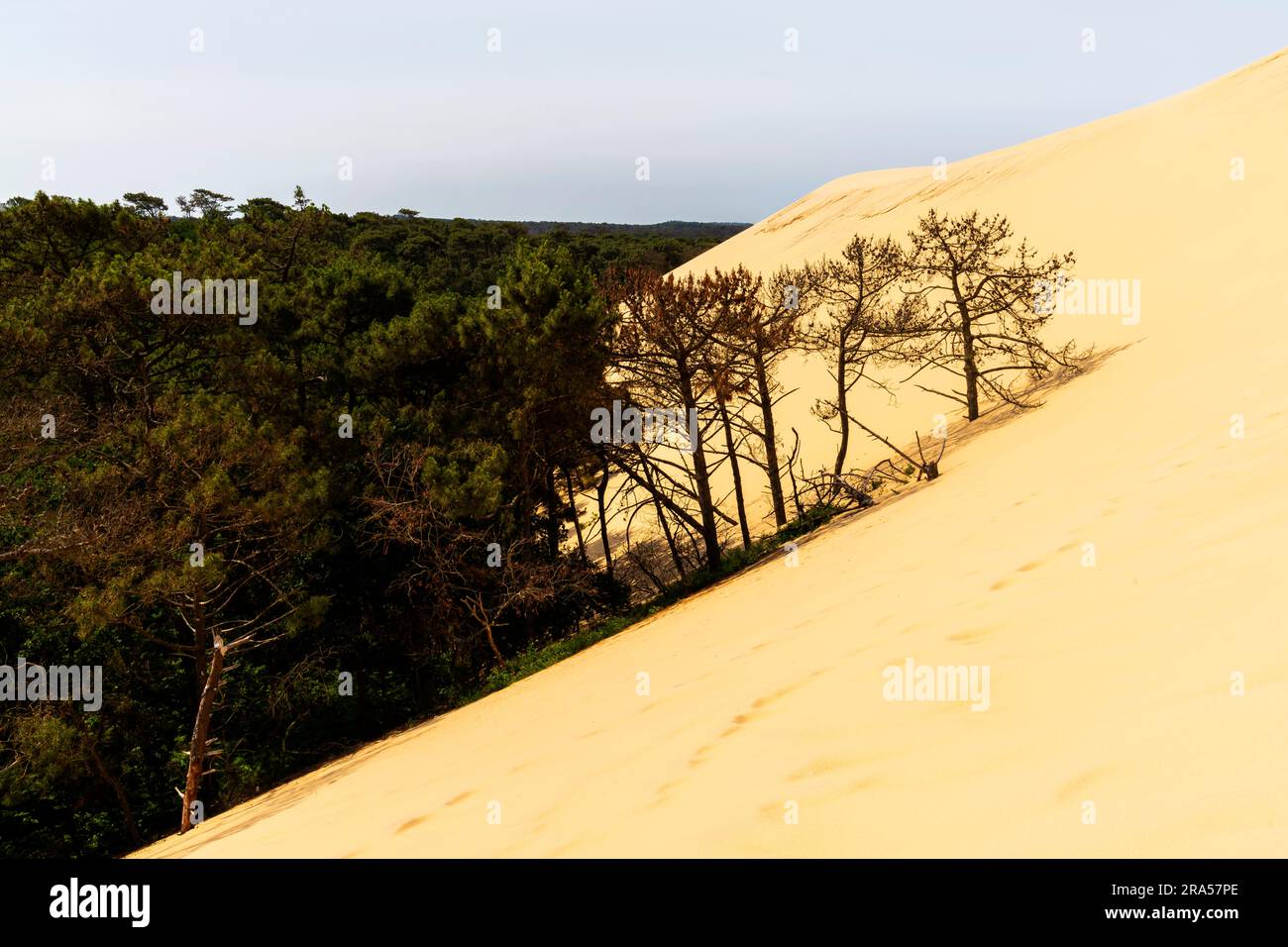 Duna di Pilat (Dune du Pilat), Francia. La grande Dune du Pilat è la duna di sabbia più alta d'Europa. Si trova a la teste-de-Buch nell'Arcachon Foto Stock