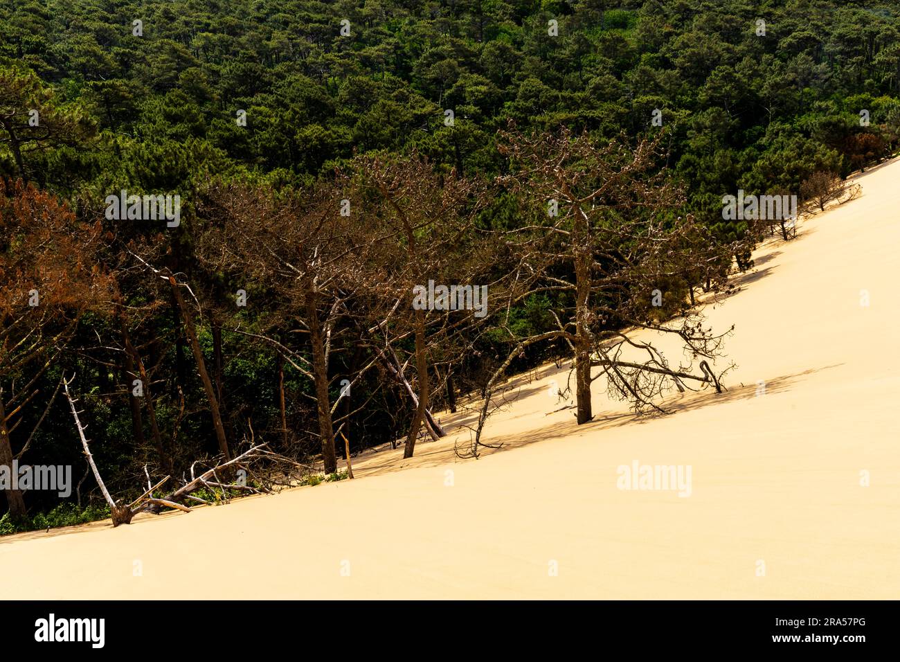 Duna di Pilat (Dune du Pilat), Francia. La grande Dune du Pilat è la duna di sabbia più alta d'Europa. Si trova a la teste-de-Buch nell'Arcachon Foto Stock