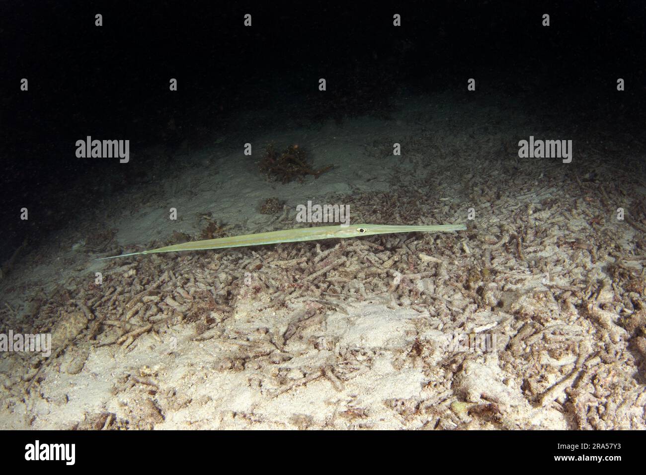 Pesci cornetto bluespotato durante le immersioni notturne a Raja Ampat. Il cornetto liscio sta nuotando vicino al fondale marino. Flutemouth liscia alla ricerca di cibo. Long e S Foto Stock