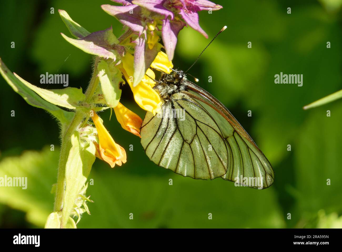 Aporia crataegi, il nero-bianco venato, è una grande farfalla della famiglia Pieridae. Foto Stock